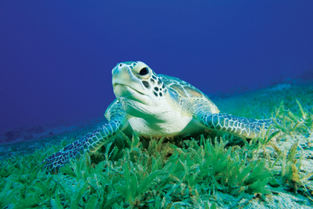 Seagrass Meadows and Conservation